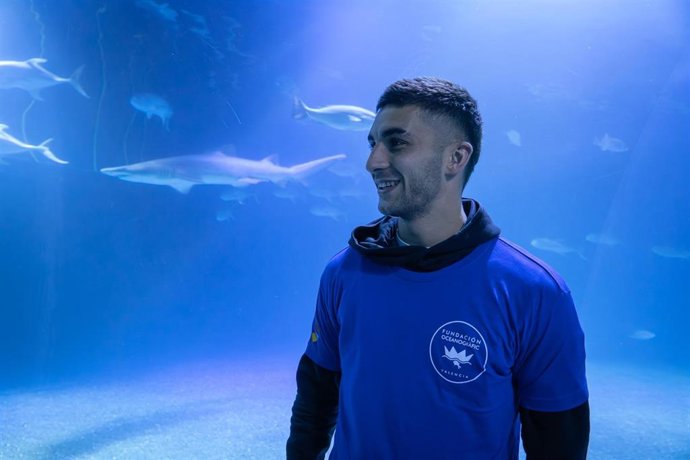 Archivo - El Oceanogràfic pone el nombre de 'Ferran Torres' a uno de sus tiburones grises