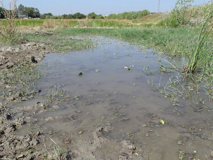 Resultado de la actuación de la Junta de Andalucía en la que ha retirado 500 kilos de "camalote" en un encharcamiento en Palomares del Río (Sevilla) cercano al estuario del río Guadalquivir