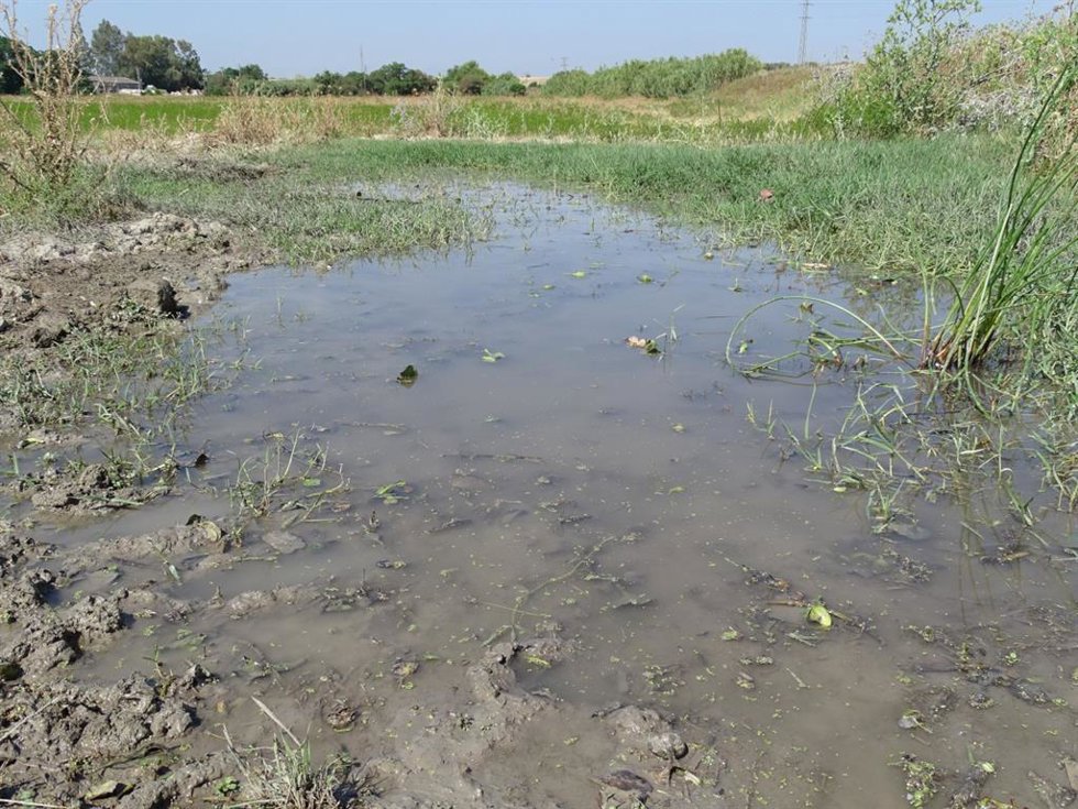Resultado de la actuación de la Junta de Andalucía en la que ha retirado 500 kilos de "camalote" en un encharcamiento en Palomares del Río (Sevilla) cercano al estuario del río Guadalquivir
