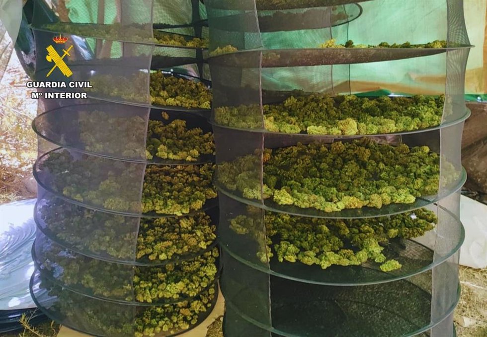 Se han intervenido un total de 2304 plantas de cannabis y cerca de 30 kilos de cogollos y picadura de marihuana ya recolectados.