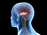 Foto: El 'radar' contra la incertidumbre: Este es el mecanismo que utiliza el cerebro ante lo impredecible