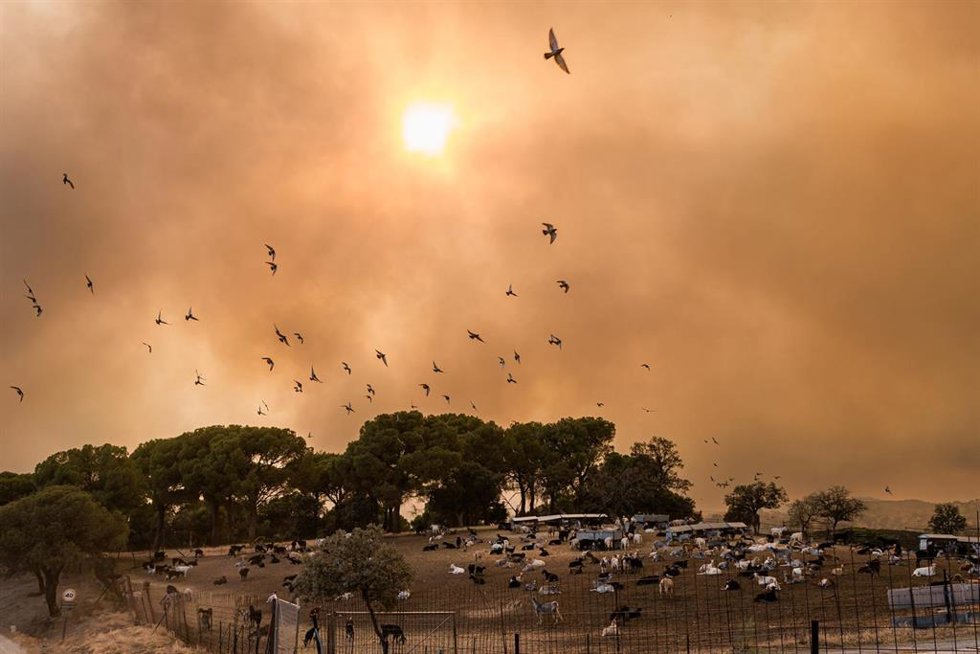 Varias aves huyen del fuego 