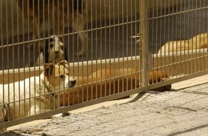 Archivo - Perros en centro de acogida