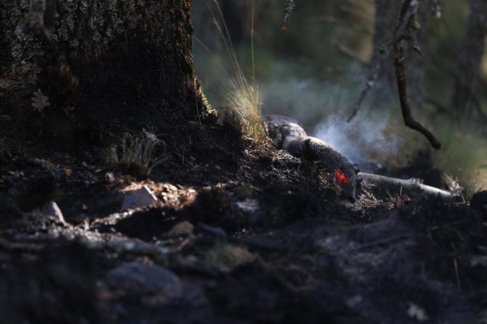 Zona quemada por el incendio forestal 