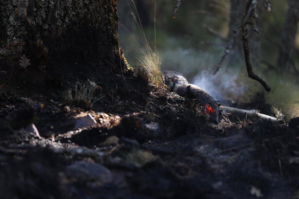 Zona quemada por el incendio forestal