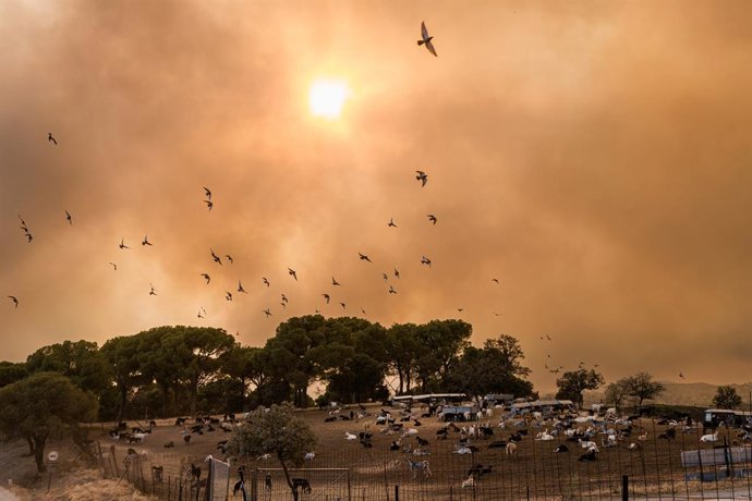 Varias aves huyen del fuego, a 23 de julio de 2026, en San Martín de Valdeiglesias, Madrid (España). Un nuevo incendio forestal se ha desatado este jueves en la Comunidad de Madrid tras arder un coche en la M-501, en la localidad de San Martín de Valdeigl