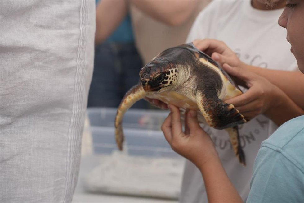 Uno de los ejemplares de tortuga boba antes de su liberación en Playa Serena, en Roquetas de Mar (Almería).
