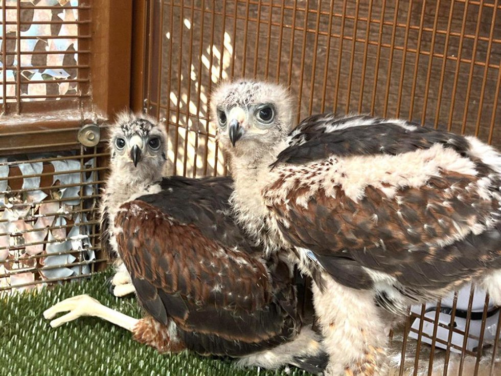 Nacen dos crías de águila de Harris en Mundomar Benidorm
