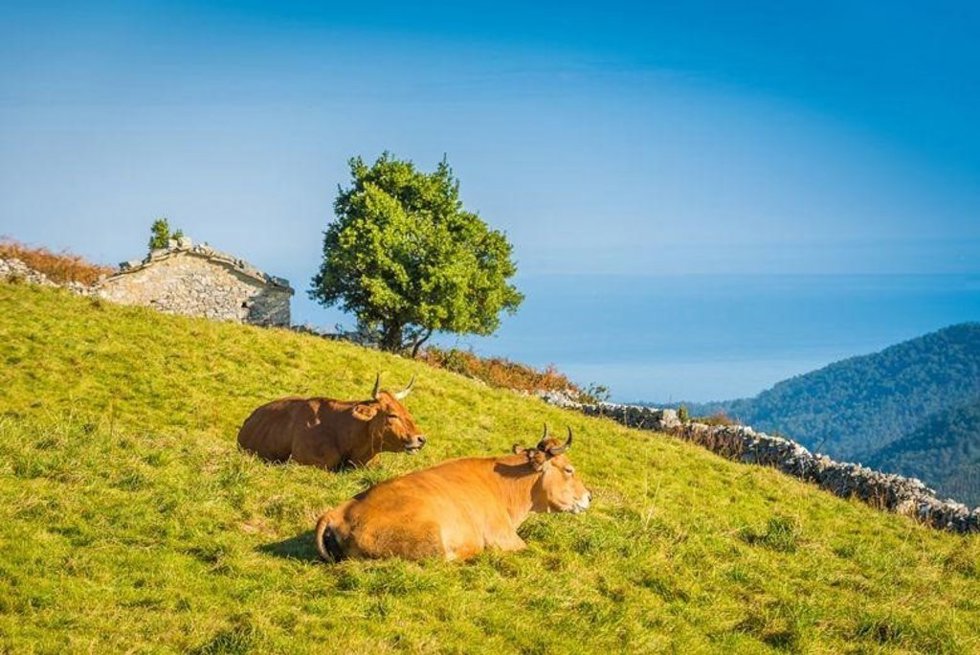 Archivo - Vacas