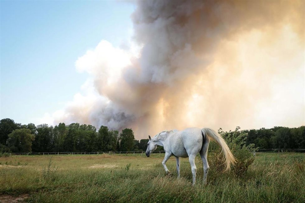 Incendio en un bosque en Fontainebleau, en Francia.