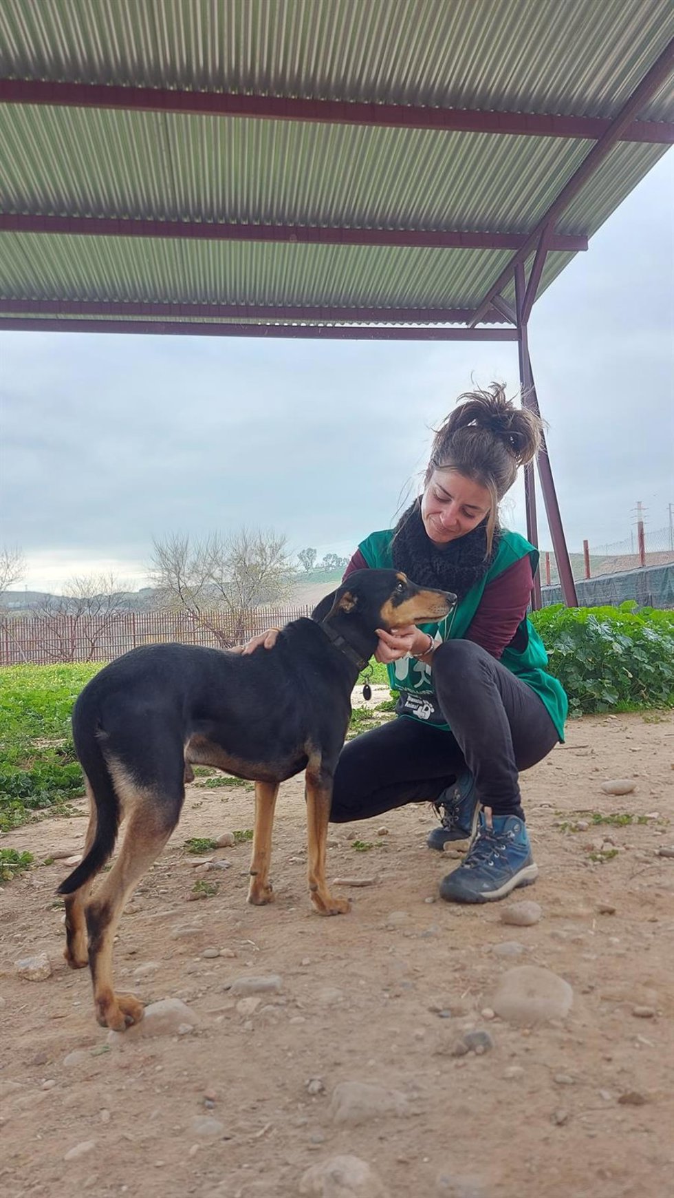 Archivo - Un perro y una cuidadora en el Centro de Sanidad y Bienestar Animal (SBA) de la empresa municipal de Saneamientos de Córdoba (Sadeco).