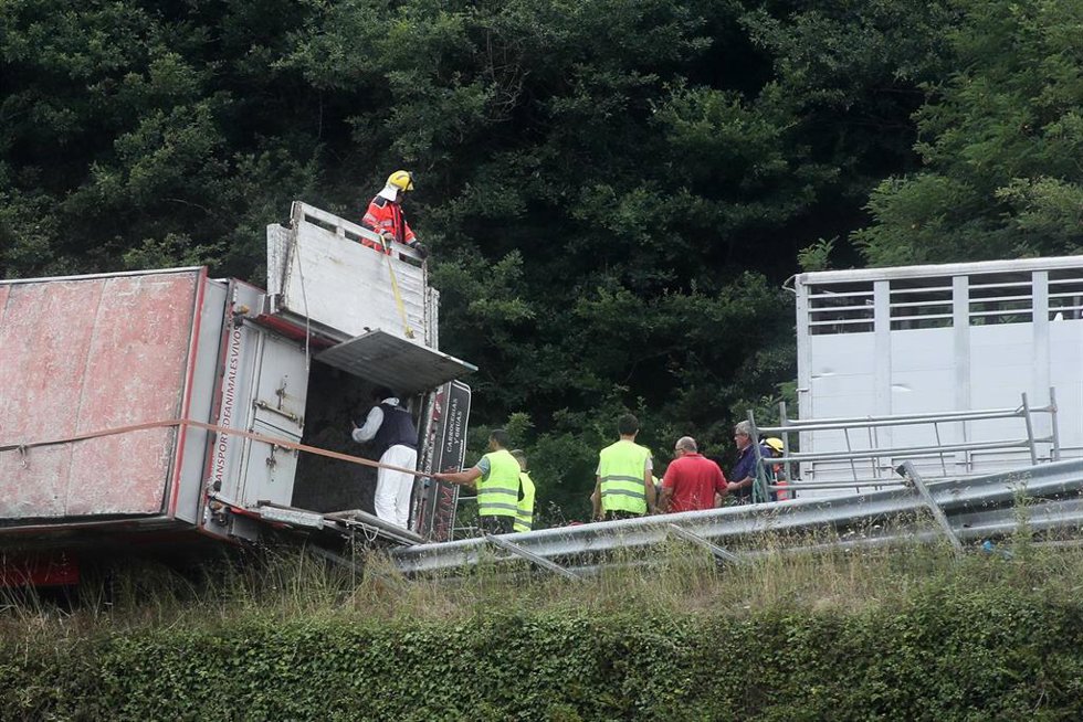 Evacuación de un grupo de vacas que viajaban en el camión accidentado en la A-6, a 23 de julio de 2026, en Baralla, Lugo, Galicia (España). Un camión de transporte de vacas ha volcado hoy sobre un turismo en el kilómetro 464 de la A-6, a la altura de la l