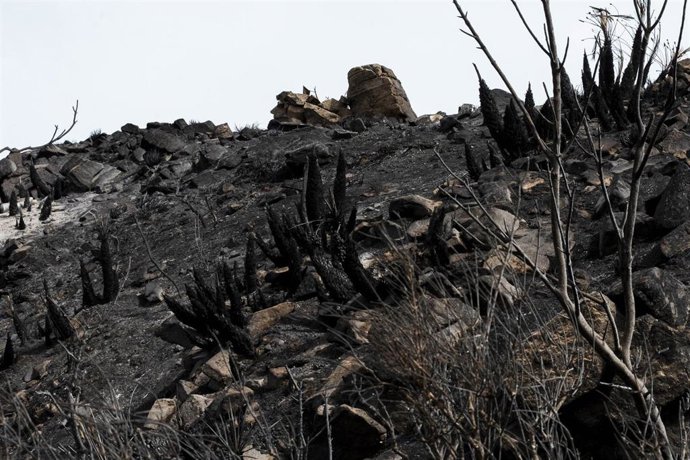 Zonas afectadas por el incendio forestal de Los Gallardos (Almería)