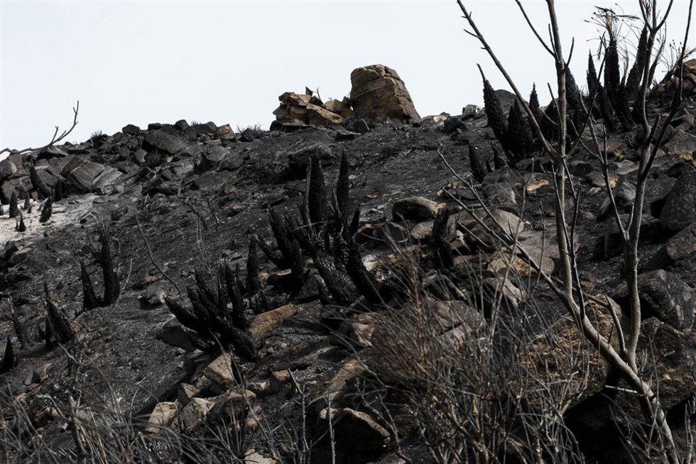 Zonas afectadas por el incendio forestal de Los Gallardos (Almería)