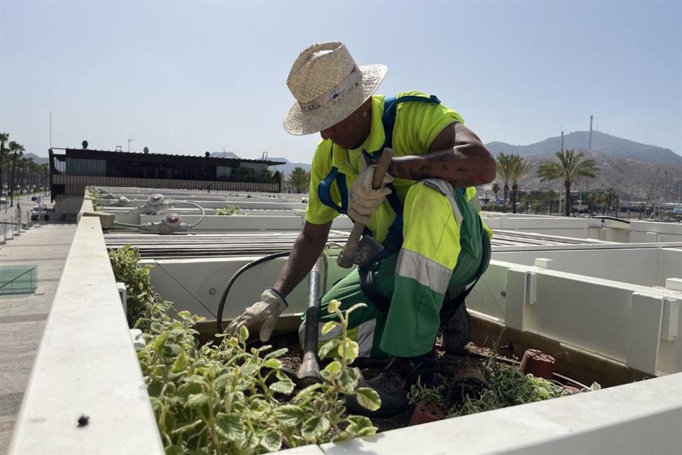 El Ayuntamiento de Cartagena renueva las pérgolas del puerto con más de 600 nuevas plantas