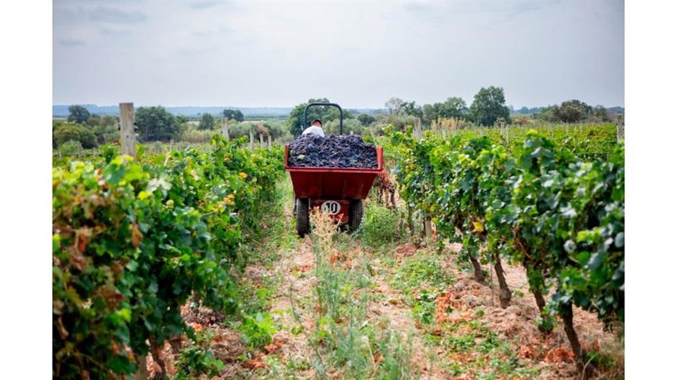 Recolección de viñas