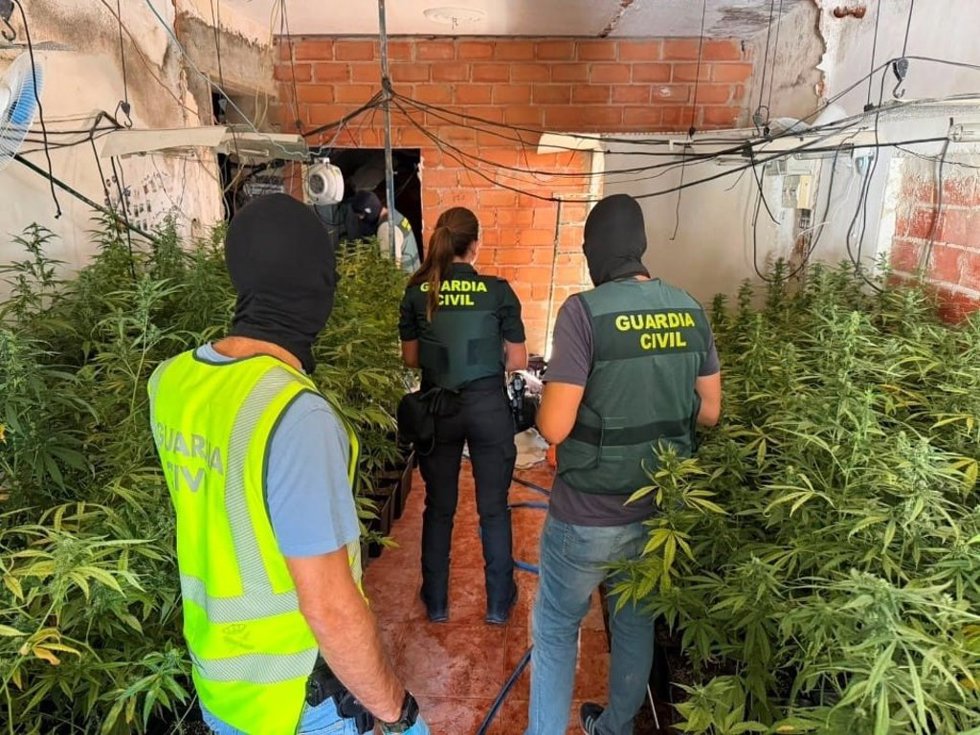 Agentes desmantelan un cultivo con más de 700 plantas de marihuana en Baños de la Encina