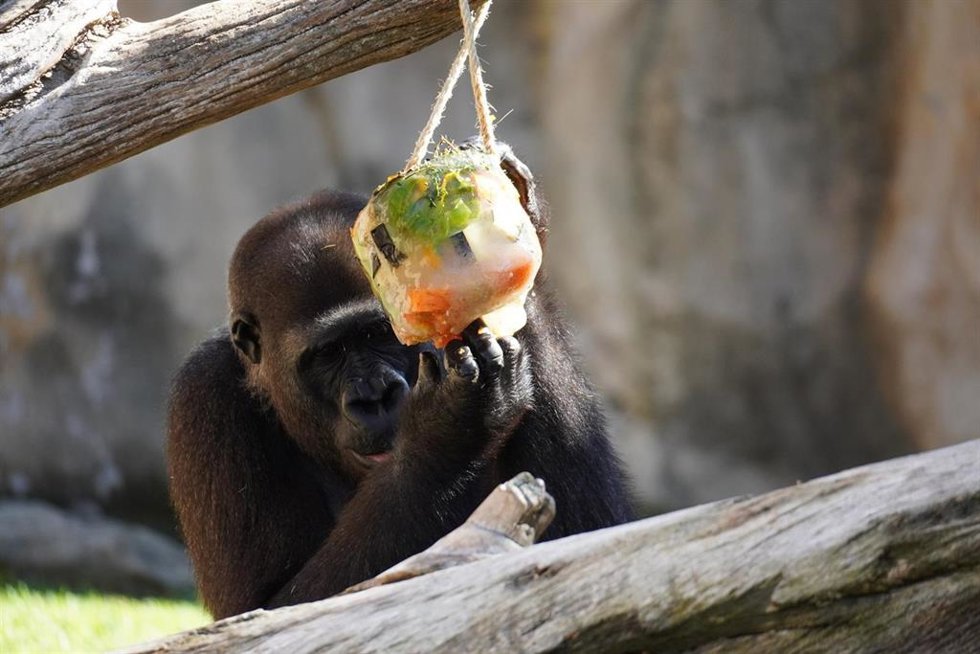Helados para combatir el calor en Bioparc Fuengirola