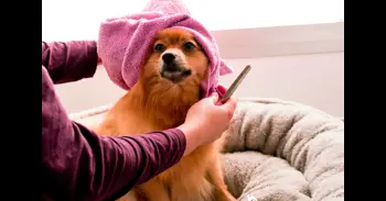¿Deberías cortarle el pelo a un perro en verano? Cómo cuidar de tu mascota para que esté fresca