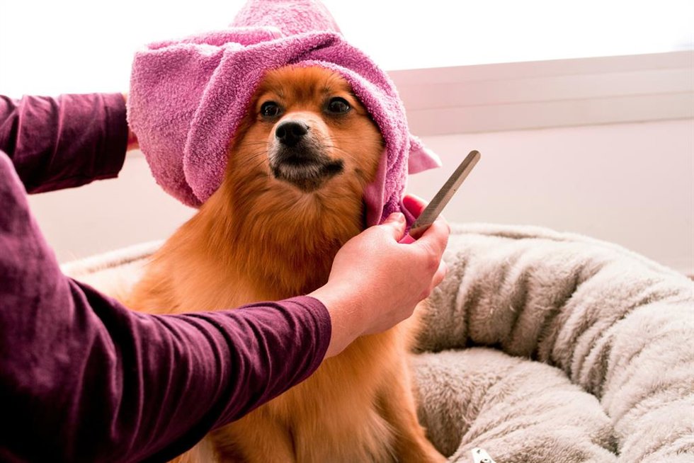 ¿Deberías Cortarle El Pelo A Un Perro En Verano? Cómo Cuidar De Tu Mascota Para Que Esté Fresca