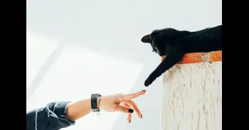 ¿Tu gato te pone la pata encima? Qué significa este gesto