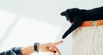 Curiosity