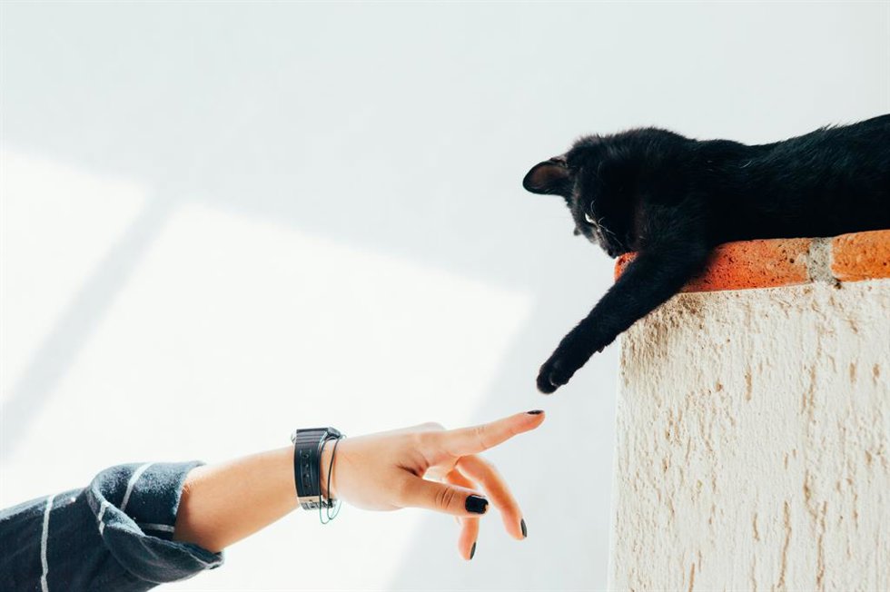 ¿Tu gato te pone la pata encima? Qué significa este gesto   