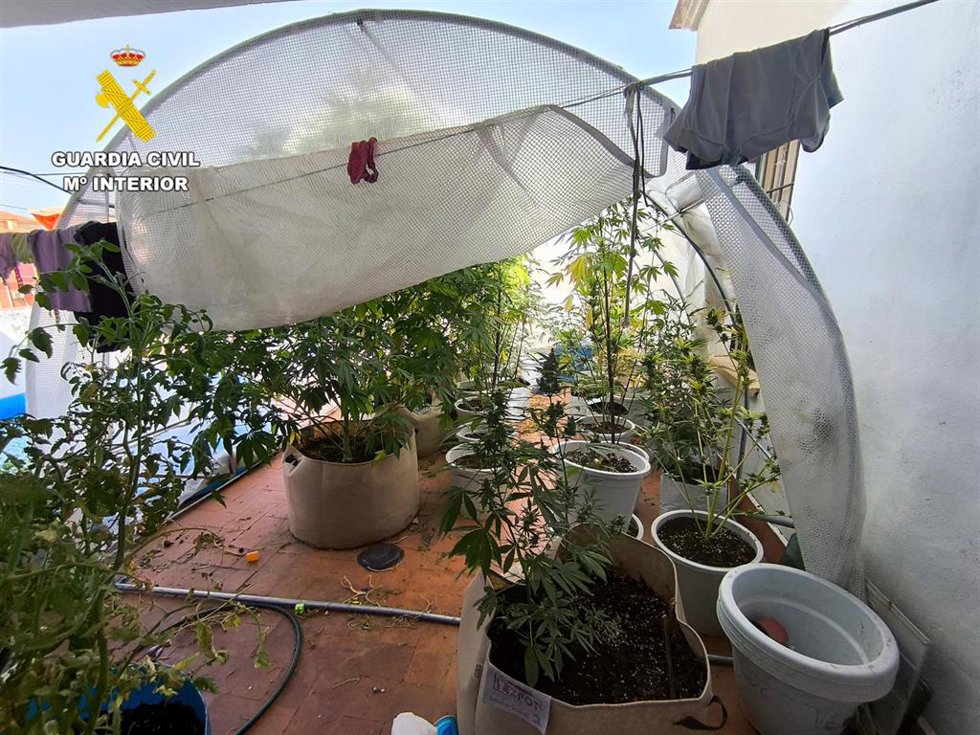 Droga incautada en una terraza en Guadix (Granada).