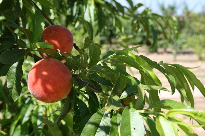 Archivo - Fruta de hueso