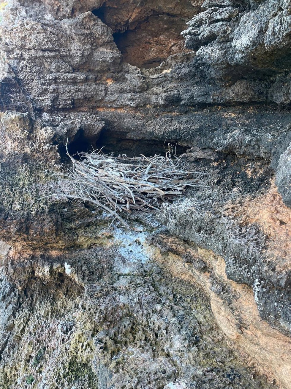 Instalan ocho nidos artificiales para favorecer la recuperación del águila pescadora en Baleares