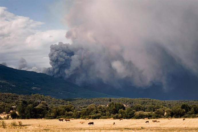Varias vacas con el incendio al fondo desde el valle del Tiétar, a 25 de julio de 2026, en Ávila, Castilla y León (España). El incendio forestal de Burgohondo (Ávila) continúa activo y su evolución ha obligado a ampliar las medidas de protección a la pobl