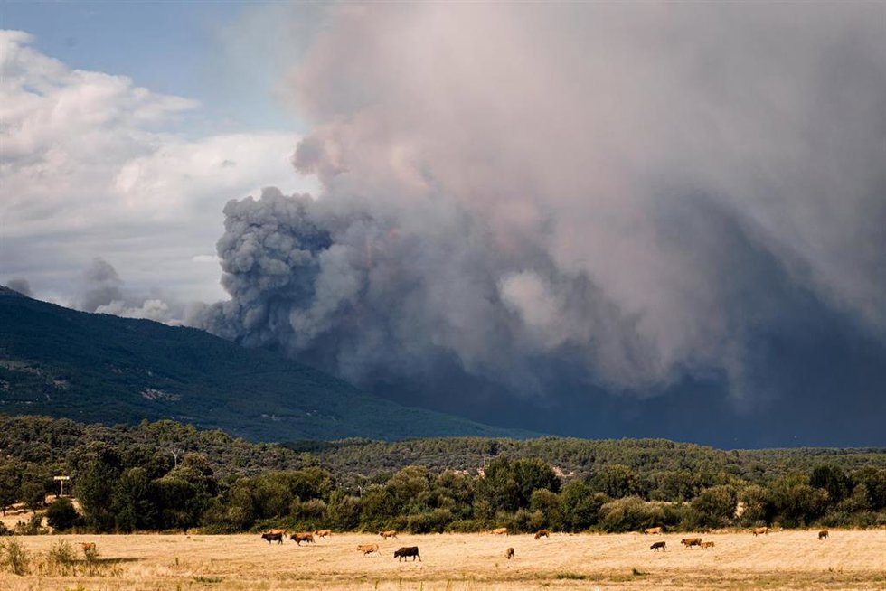 Varias vacas con el incendio al fondo desde el valle del Tiétar, a 25 de julio de 2026, en Ávila, Castilla y León (España). El incendio forestal de Burgohondo (Ávila) continúa activo y su evolución ha obligado a ampliar las medidas de protección a la pobl