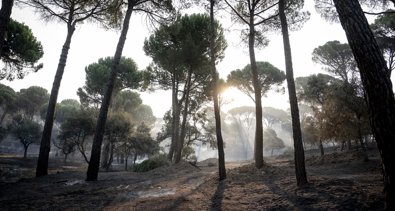 Medio Ambiente
