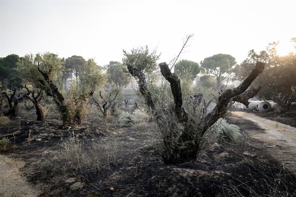 Efectos del incendio forestal de la sierra oeste de Madrid, en la finca La Granjilla, a 26 de julio de 2026, en Cadalso de los Vidrios, Madrid (España). El incendio obligó a desalojar el sábado 25 de julio Cadalso de los Vidrios y Rozas de Puerto Real.