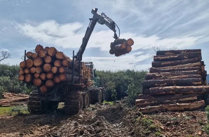 La línea de ayudas a la modernización del sector forestal se publicará el último trimestre y contará con 2,4 millones