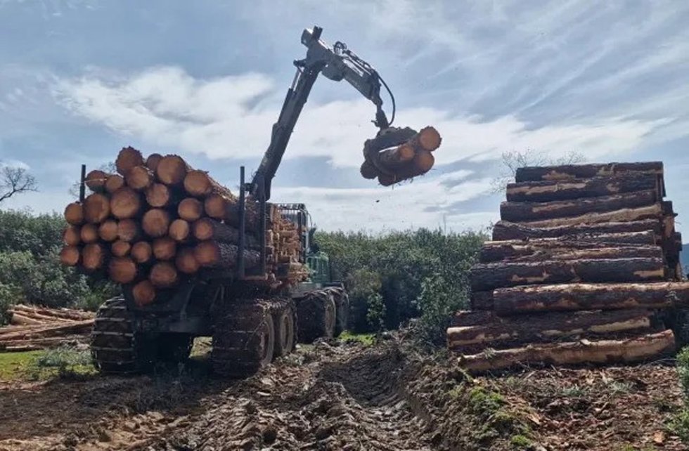 La línea de ayudas a la modernización del sector forestal se publicará el último trimestre y contará con 2,4 millones
