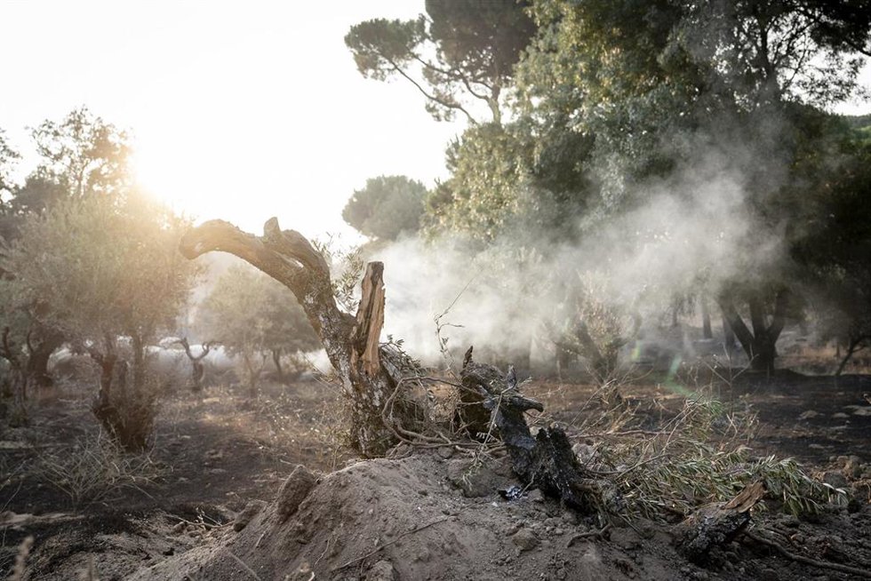 Efectos del incendio forestal de la sierra oeste de Madrid, en la finca La Granjilla, a 26 de julio de 2026, en Cadalso de los Vidrios, Madrid (España). 