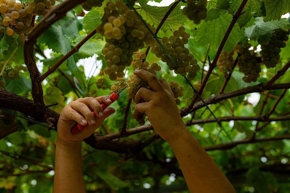 Archivo - Una persona recoge uvas de una parra durante la época de vendimia 