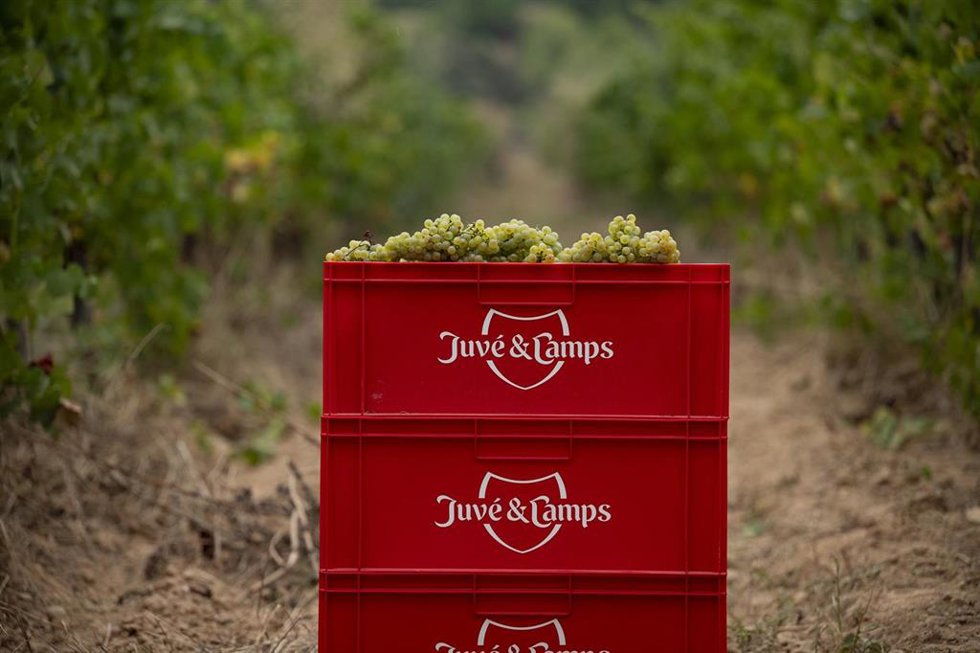 Caja de Juvé & Camps