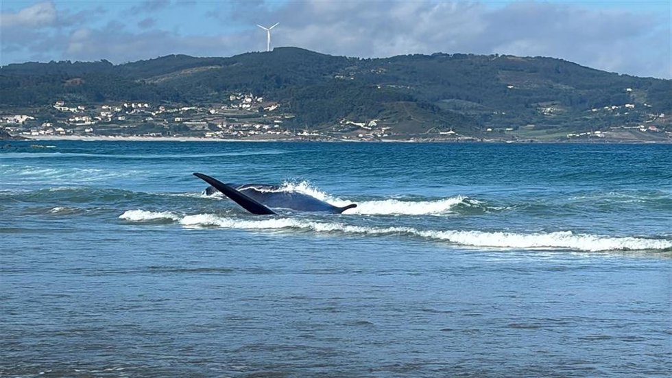 Cetáceo en la playa de Sabón