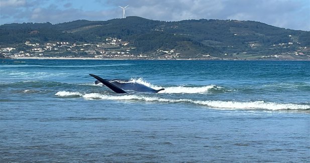 Galego