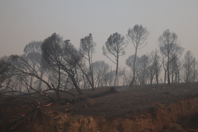 Vista del humo del incendio forestal, a 27 de julio de 2026, en Navas del Rey, Madrid (España).