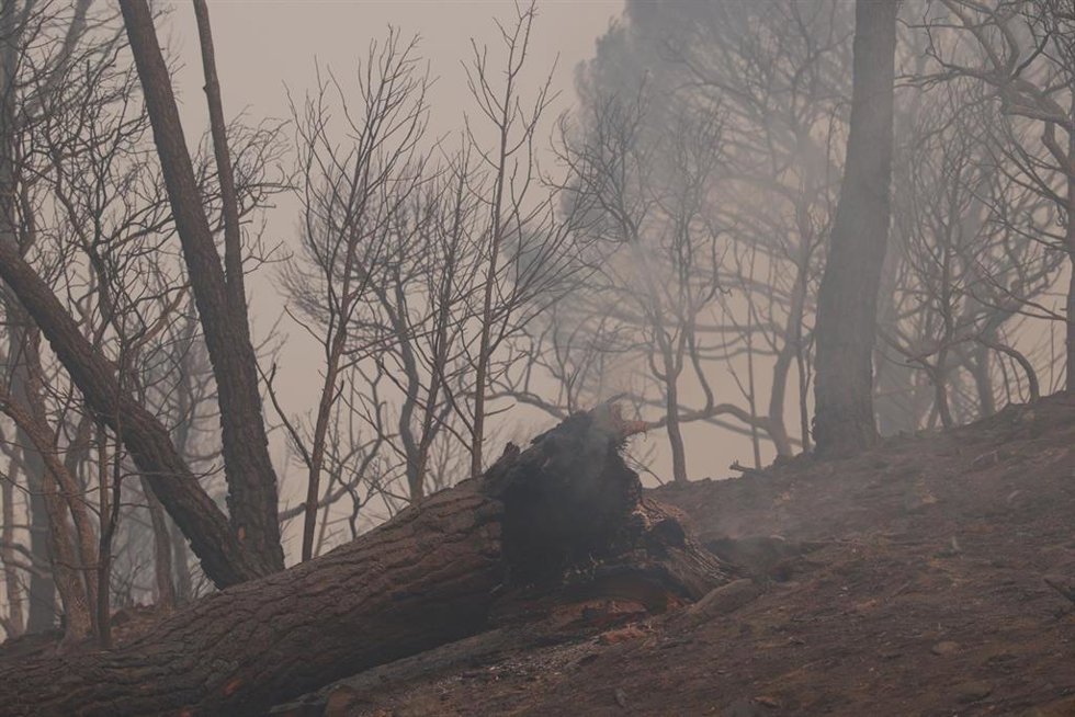 Vista del humo del incendio forestal, a 27 de julio de 2026, en Navas del Rey, Madrid (España). Los incendios forestales que afectan a la Comunidad de Madrid han reducido su avance durante la noche, una evolución que ha permitido a los medios de extinción