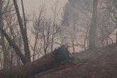 Foto: El frente toledano del incendio de Ávila está "a 200 metros" de quedar "consolidado y perimetrado"