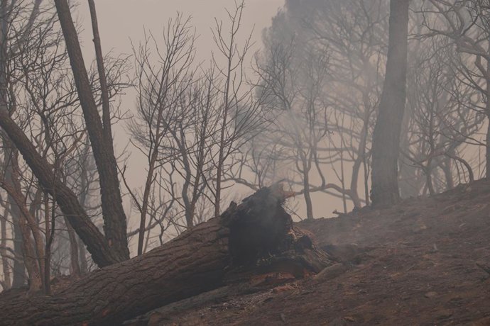 Imagem da fumaça do incêndio florestal, em 27 de julho de 2026, em Navas del Rey, Madri (Espanha). Os incêndios florestais que afetam a Comunidade de Madri diminuíram seu avanço durante a noite, uma evolução que permitiu às equipes de combate a incêndios