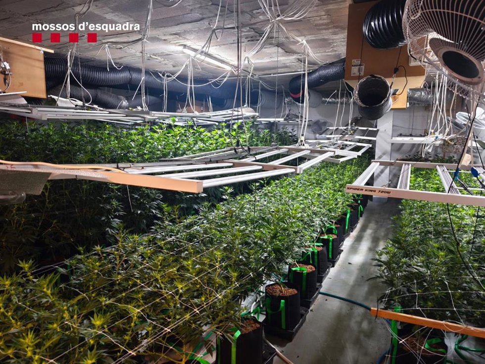 Plantación de marihuana encontrada en un domicilio en una urbanización de Tarragona.