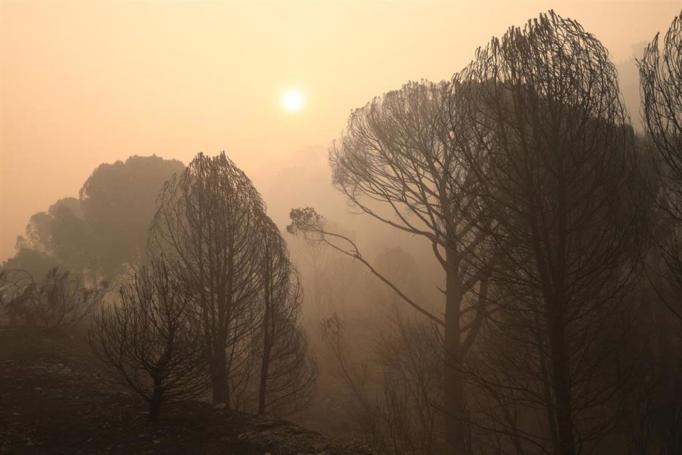 Vista del humo del incendio forestal, a 27 de julio de 2026, en Navas del Rey.