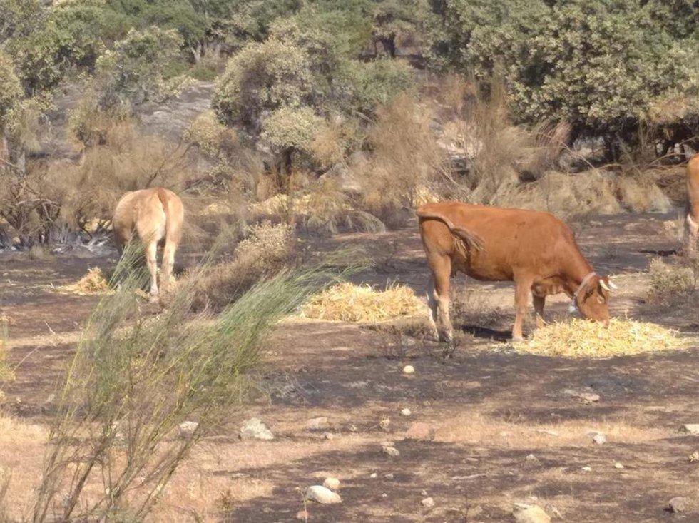 La Comunidad de Madrid reparte forraje entre las explotaciones ganaderas afectadas por los incendios de la Sierra Oeste