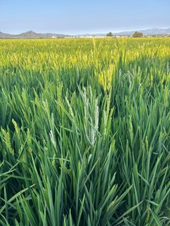EpAgro - Agricultura
