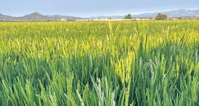 EpAgro - Agricultura